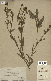 spécimen de Andryala canariensis