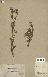 spécimen de Andryala canariensis