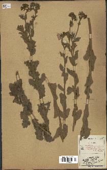 spécimen de Andryala canariensis
