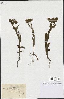 spécimen de Andryala laxiflora
