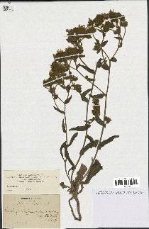 spécimen de Andryala laxiflora