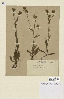 spécimen de Andryala laxiflora