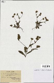 spécimen de Andryala laxiflora
