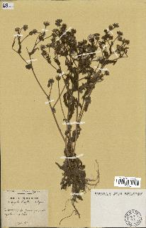 spécimen de Andryala laxiflora