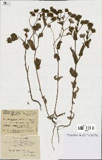 spécimen de Andryala laxiflora