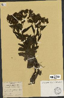 spécimen de Andryala laxiflora