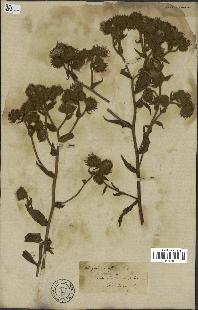 spécimen de Andryala laxiflora