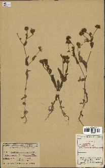 spécimen de Andryala laxiflora