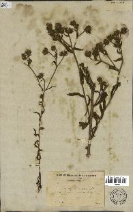 spécimen de Andryala laxiflora