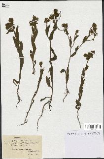spécimen de Andryala laxiflora
