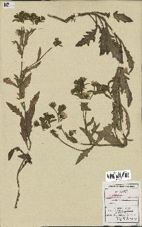 spécimen de Andryala integrifolia