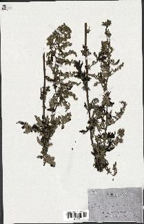 spécimen de Artemisia sp.