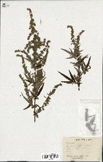 spécimen de Artemisia sp.