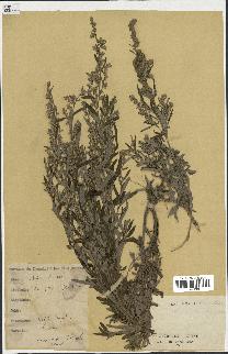 spécimen de Artemisia sp.