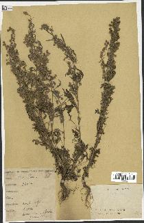 spécimen de Artemisia sp.