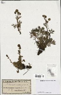 spécimen de Artemisia norvegica