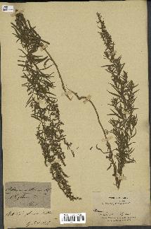 spécimen de Artemisia glauca