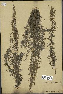 spécimen de Artemisia pontica
