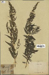 spécimen de Artemisia sp.