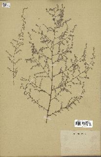 spécimen de Artemisia sp.