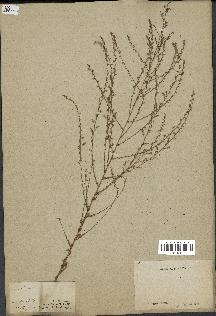 spécimen de Artemisia sp.