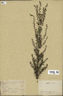 spécimen de Artemisia sp.