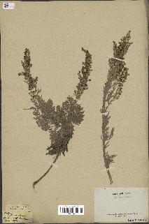 spécimen de Artemisia sp.