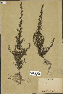 spécimen de Artemisia sp.