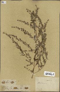 spécimen de Artemisia sp.