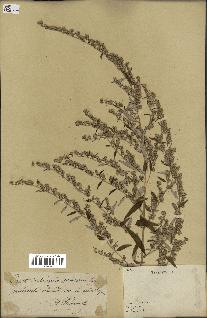 spécimen de Artemisia sp.