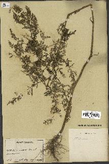 spécimen de Artemisia sp.