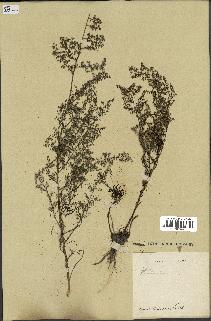 spécimen de Artemisia sp.