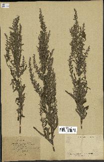 spécimen de Artemisia sp.