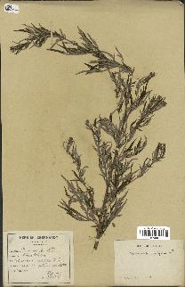 spécimen de Artemisia vulgaris