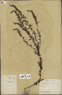 spécimen de Artemisia vulgaris