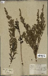 spécimen de Artemisia vulgaris