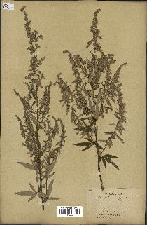 spécimen de Artemisia vulgaris