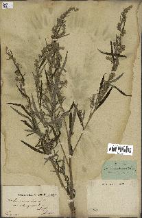 spécimen de Artemisia vulgaris