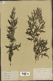 spécimen de Artemisia vulgaris