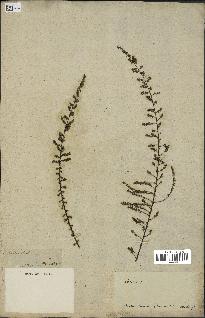 spécimen de Artemisia sp.