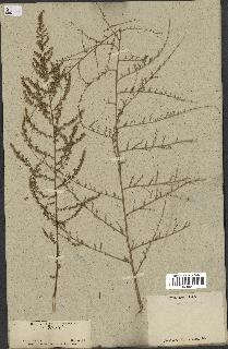 spécimen de Artemisia sp.