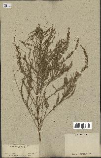 spécimen de Artemisia sp.