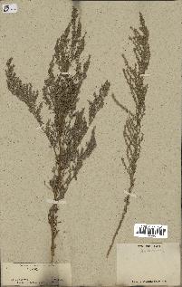 spécimen de Artemisia sp.