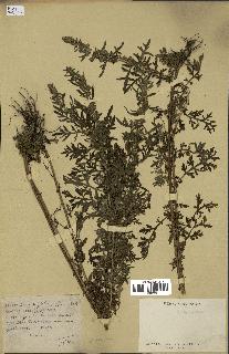 spécimen de Artemisia sp.