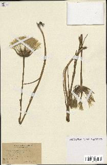 spécimen de Tragopogon porrifolius