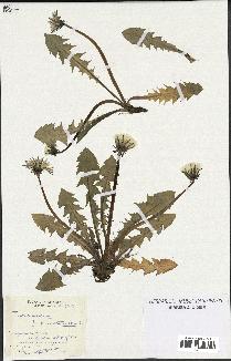 spécimen de Taraxacum duplidentifrons