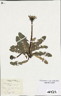 spécimen de Taraxacum ancistrolobum