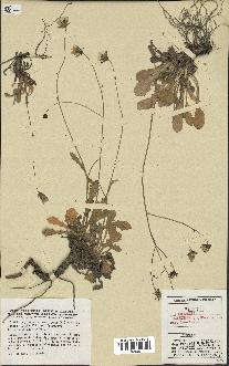spécimen de Hypochaeris laevigata