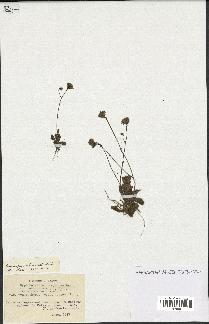 spécimen de Hypochaeris achyrophorus