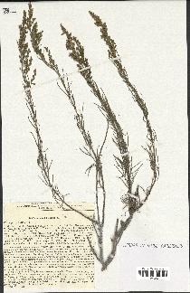 spécimen de Artemisia salsoloides